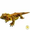 Huggable - Kambera Bearded Dragon -model toy shop KamberaBeardedDragonHuggables 1024x1024